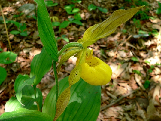 {Cypripedium pubescens}